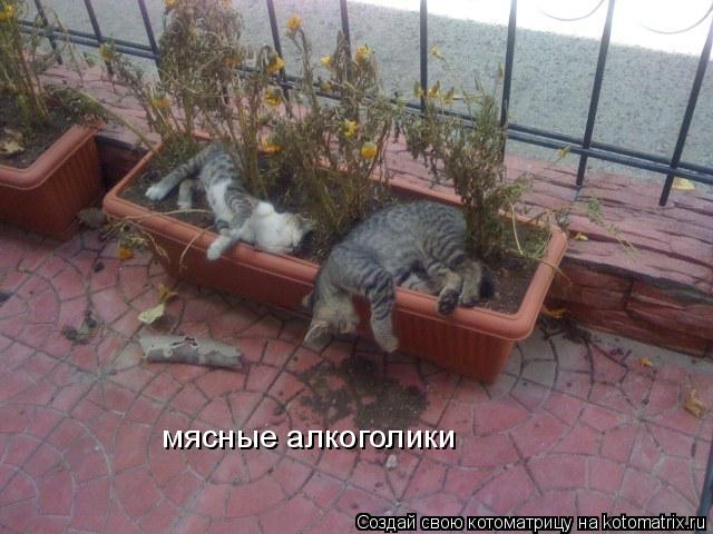 мясные алкоголики... Котоматрица: мясные алкоголики