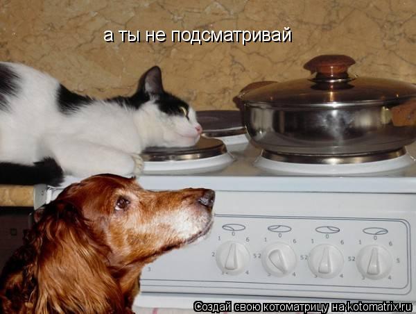 а ты не подсматривай... Котоматрица: а ты не подсматривай