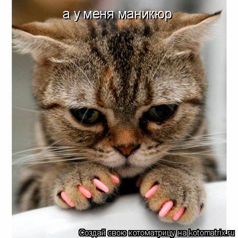 а у меня маникюр... Котоматрица: а у меня маникюр