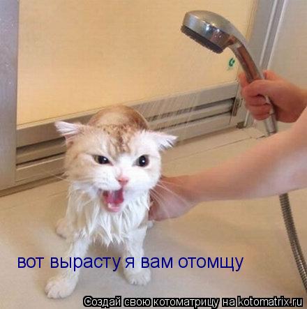 вот вырасту я вам отомщу... Котоматрица: вот вырасту я вам отомщу