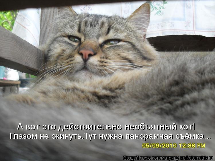 Котоматрица: А вот это действительно необъятный кот! Глазом не окинуть.Тут нужна панорамная съёмка...