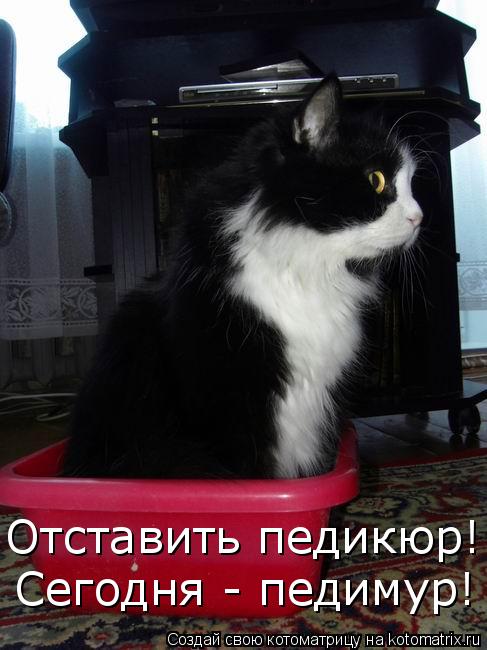 Отставить педикюр! Сегодня - педимур!... Котоматрица: Отставить педикюр! Сегодня - педимур!