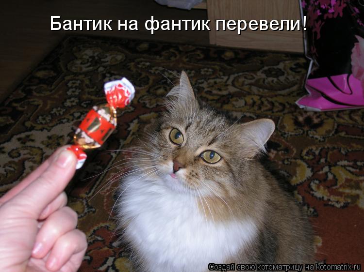 Бантик на фантик перевели!... Котоматрица: Бантик на фантик перевели!