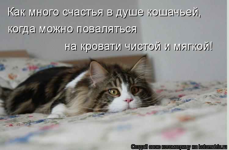 Как много счастья в душе кошачьей, когда можно поваляться на кровати чистой и мягкой!... Котоматрица: Как много счастья в душе кошачьей, когда можно поваляться на кровати чистой и мягкой!