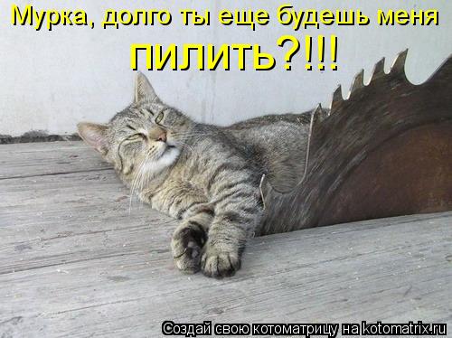 Мурка, долго ты еще будешь меня пилить?!!!... Котоматрица: Мурка, долго ты еще будешь меня пилить?!!!