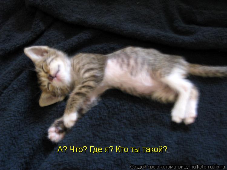 А? Что? Где я? Кто ты такой?... Котоматрица: А? Что? Где я? Кто ты такой?