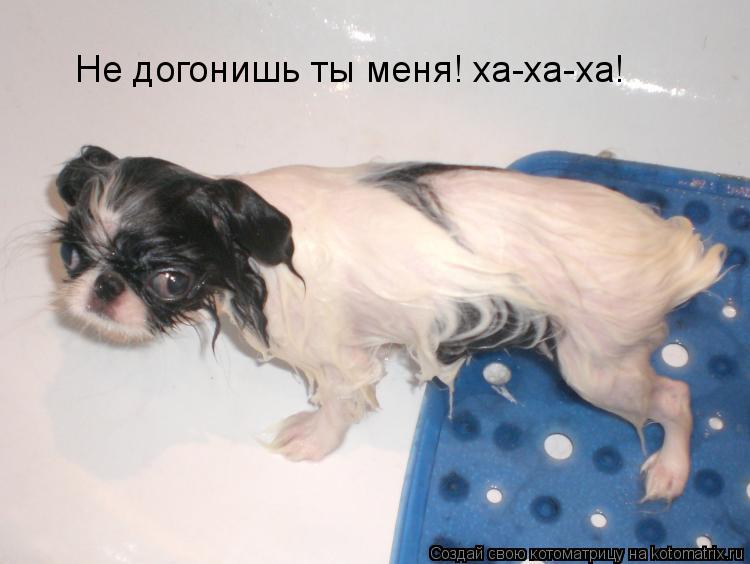 Не догонишь ты меня! ха-ха-ха!... Котоматрица: Не догонишь ты меня! ха-ха-ха!