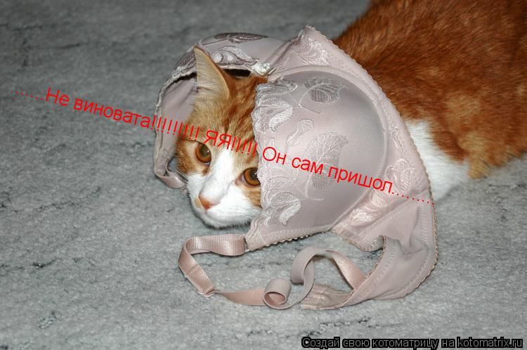 ......Не виновата!!!!!!!!! ЯЯ!!!!! Он сам пришол............ Котоматрица: ......Не виновата!!!!!!!!! ЯЯ!!!!! Он сам пришол.........