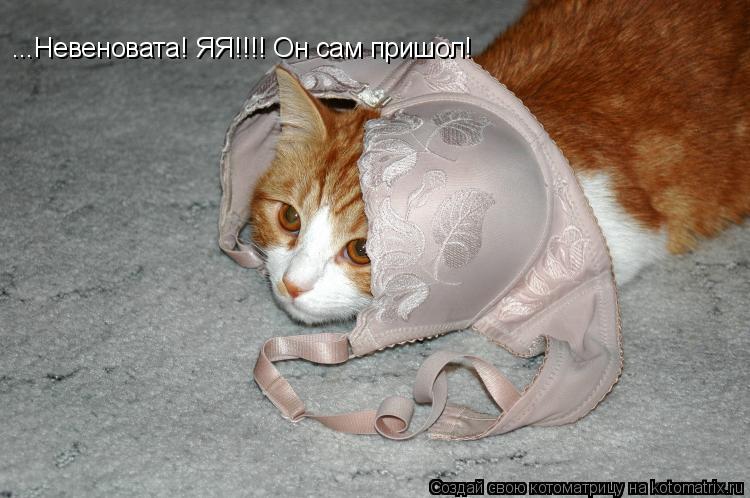 ...Невеновата! ЯЯ!!!! Он сам пришол!... Котоматрица: ...Невеновата! ЯЯ!!!! Он сам пришол!