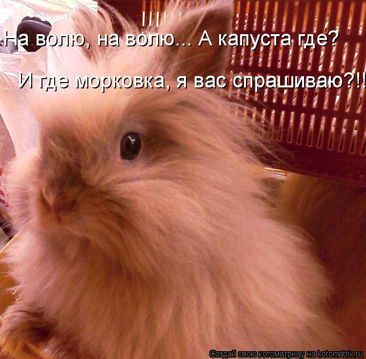 На волю, на волю... А капуста где? И где морковка, я вас спрашиваю?!!... Котоматрица: На волю, на волю... А капуста где? И где морковка, я вас спрашиваю?!!
