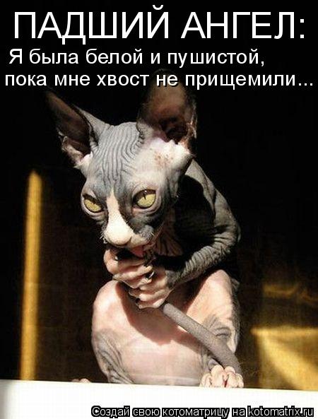 ПАДШИЙ АНГЕЛ: Я была белой и пушистой, пока мне хвост не прищемили...... Котоматрица: ПАДШИЙ АНГЕЛ: Я была белой и пушистой, пока мне хвост не прищемили...