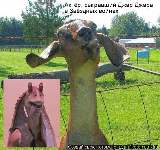 Актёр, сыгравший Джар Джара в Звёздных войнах... Котоматрица: Актёр, сыгравший Джар Джара в Звёздных войнах