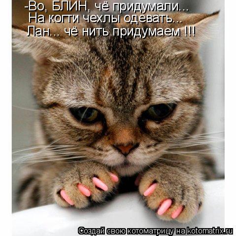 -Во, БЛИН, чё придумали... На когти чехлы одевать... Лан... чё нить придумаем !!!... Котоматрица: -Во, БЛИН, чё придумали... На когти чехлы одевать... Лан... чё нить придумаем !!!