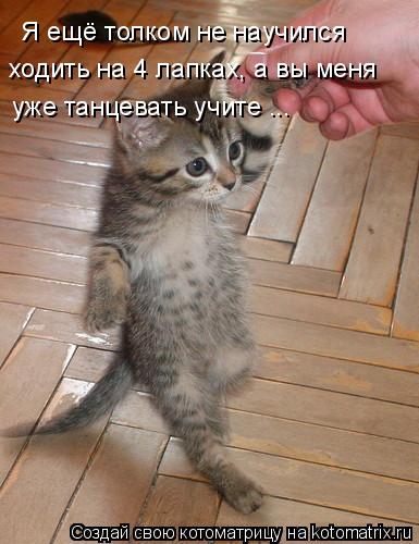 Я ещё толком не научился ходить на 4 лапках, а вы меня уже танцевать учите ...... Котоматрица: Я ещё толком не научился ходить на 4 лапках, а вы меня уже танцевать учите ...