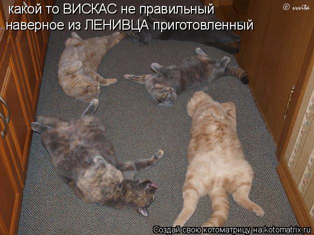 какой то ВИСКАС не правильный наверное из ЛЕНИВЦА приготовленный... Котоматрица: какой то ВИСКАС не правильный наверное из ЛЕНИВЦА приготовленный