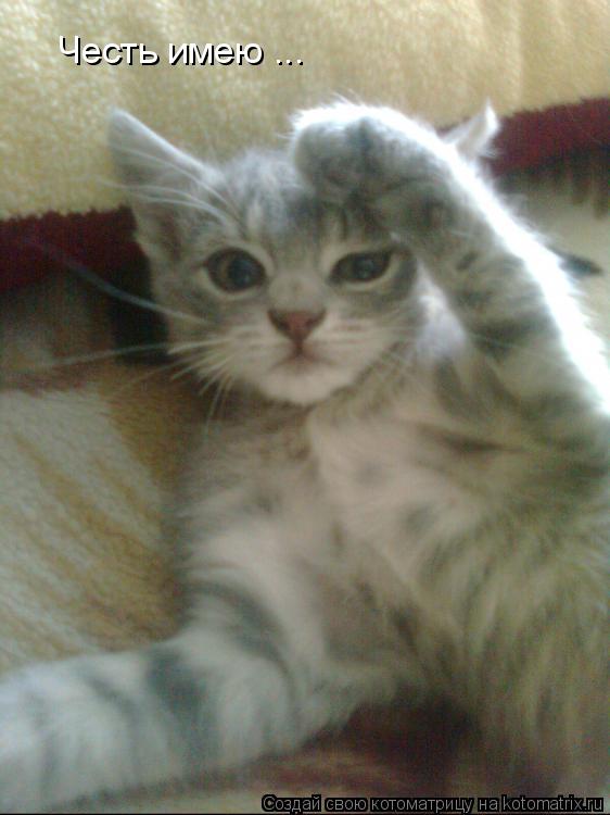 Честь имею ...... Котоматрица: Честь имею ...