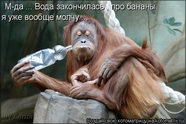 Котоматрица: М-да ... Вода закончилась , про бананы  я уже вообще молчу ...