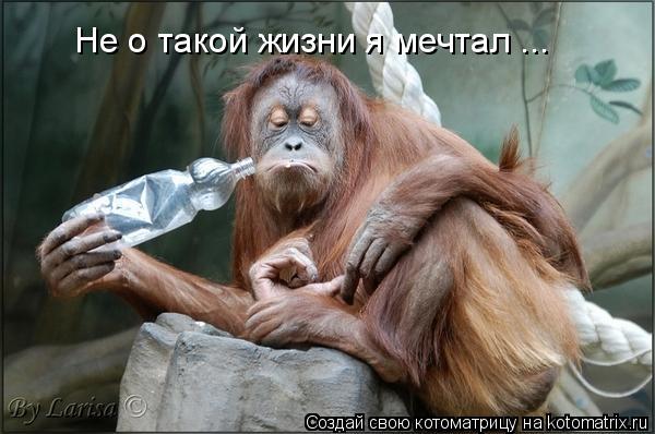 Котоматрица: Не о такой жизни я мечтал ...