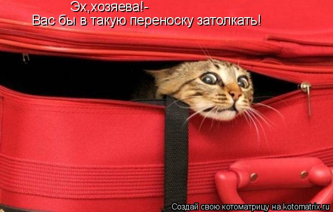 Котоматрица: Эх,хозяева!- Вас бы в такую переноску затолкать!