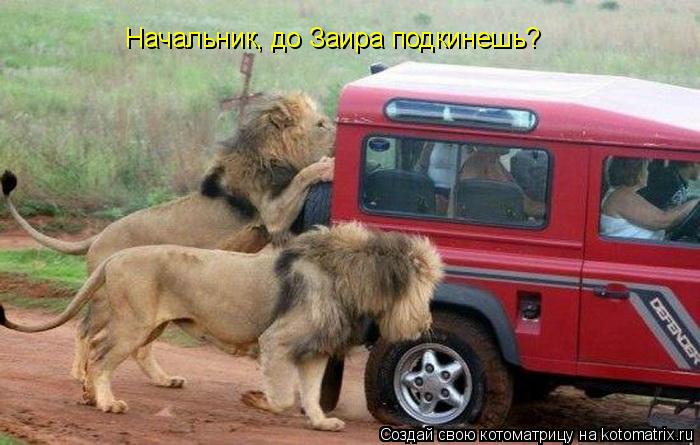 Котоматрица: Начальник, до Заира подкинешь?