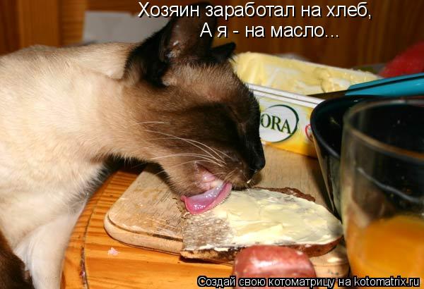 Хозяин заработал на хлеб, А я - на масло...... Котоматрица: Хозяин заработал на хлеб, А я - на масло...