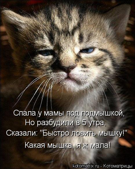 Спала у мамы под подмышкой, Но разбудили в 5 утра, Сказали: "Быстро ловить мышку!" Какая мышка, я ж м... Котоматрица: Спала у мамы под подмышкой, Но разбудили в 5 утра, Сказали: "Быстро ловить мышку!" Какая мышка, я ж мала!