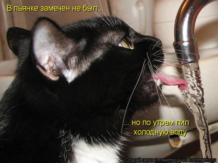 В пьянке замечен не был... ... но по утрам пил холодную воду... Котоматрица: В пьянке замечен не был... ... но по утрам пил холодную воду
