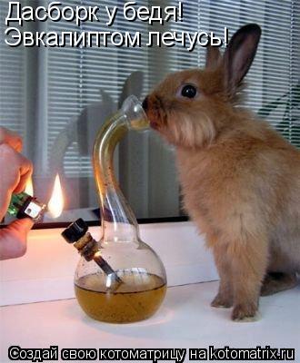 Дасборк у бедя! Эвкалиптом лечусь!... Котоматрица: Дасборк у бедя! Эвкалиптом лечусь!