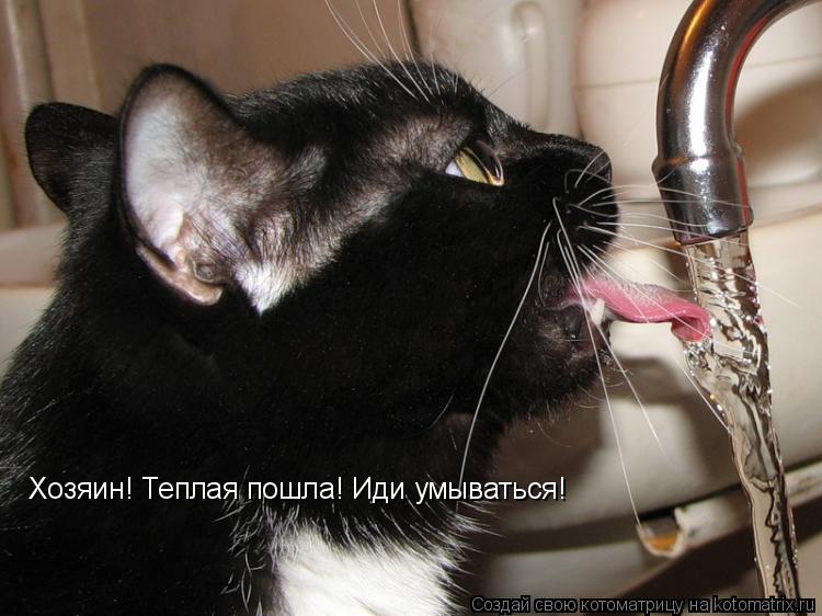 Хозяин! Теплая пошла! Иди умываться!... Котоматрица: Хозяин! Теплая пошла! Иди умываться!