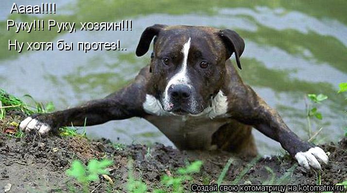 Аааа!!!! Руку!!! Руку, хозяин!!! Ну хотя бы протез!..... Котоматрица: Аааа!!!! Руку!!! Руку, хозяин!!! Ну хотя бы протез!..