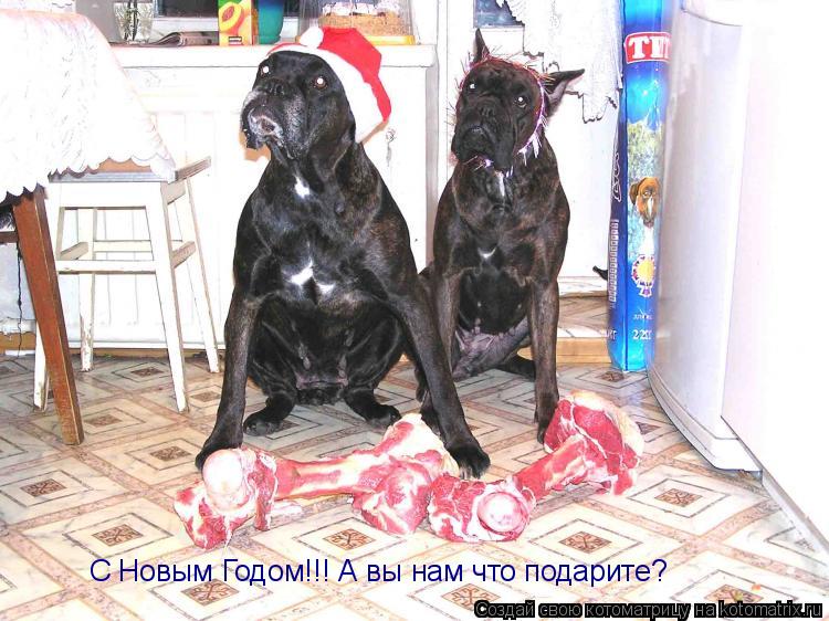 С Новым Годом!!! А вы нам что подарите?... Котоматрица: С Новым Годом!!! А вы нам что подарите?