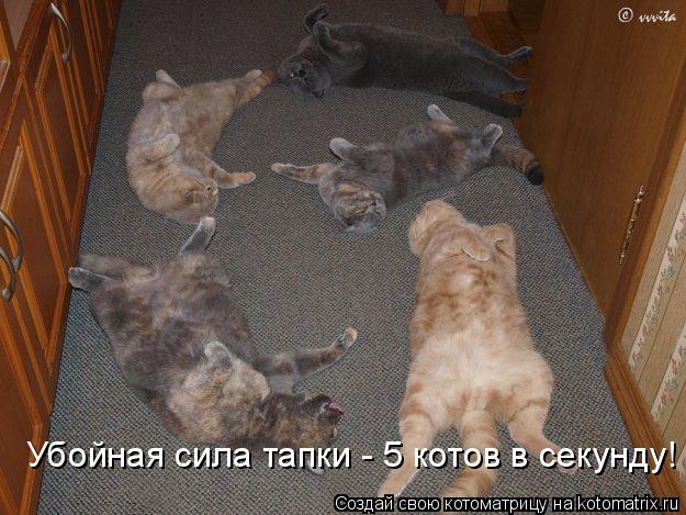 Убойная сила тапки - 5 котов в секунду!... Котоматрица: Убойная сила тапки - 5 котов в секунду!