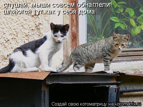 слушай, мыши совсем обнаглели! шляются тут как у себя дома... Котоматрица: слушай, мыши совсем обнаглели! шляются тут как у себя дома