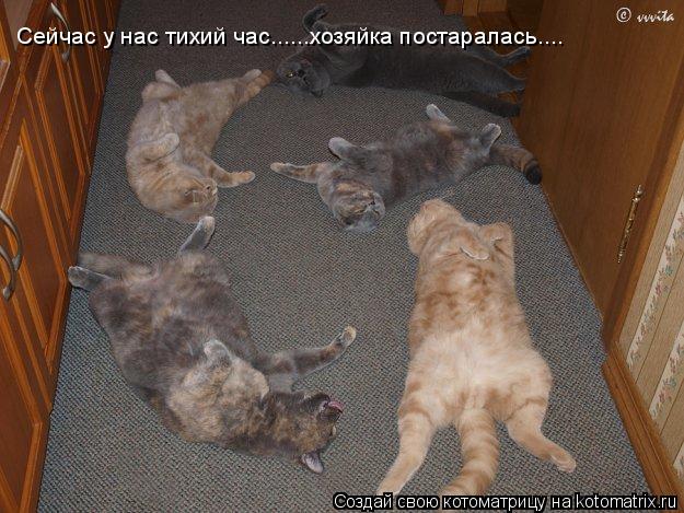 Сейчас у нас тихий час......хозяйка постаралась....... Котоматрица: Сейчас у нас тихий час......хозяйка постаралась....