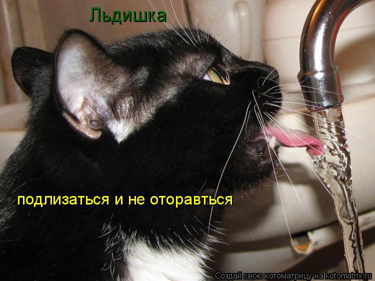 Котоматрица: Льдишка  подлизаться и не оторавться