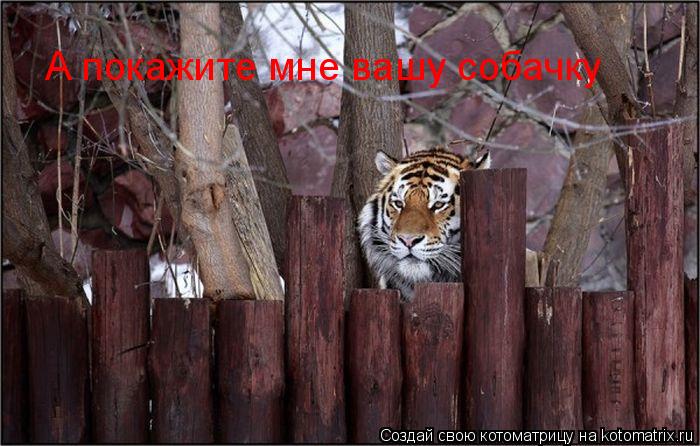 А покажите мне вашу собачку... Котоматрица: А покажите мне вашу собачку