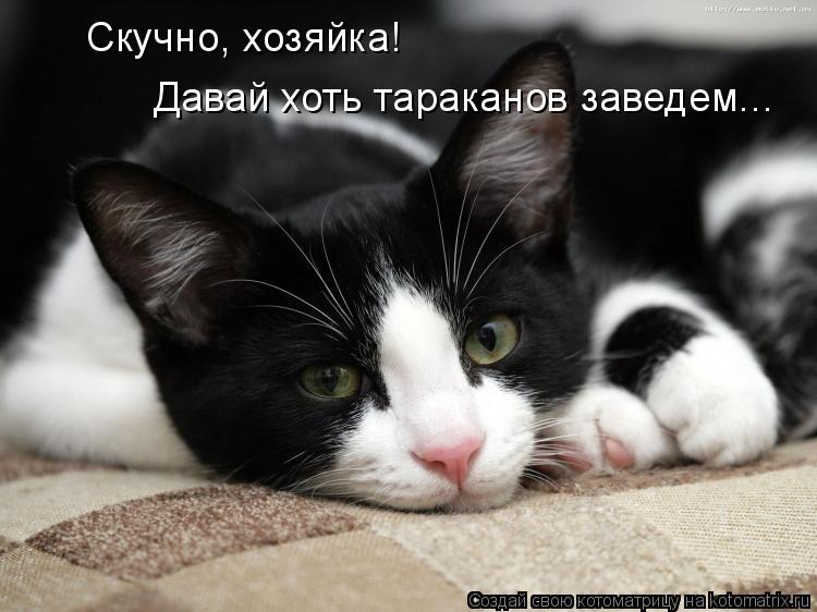 Скучно, хозяйка! Давай хоть тараканов заведем...... Котоматрица: Скучно, хозяйка! Давай хоть тараканов заведем...