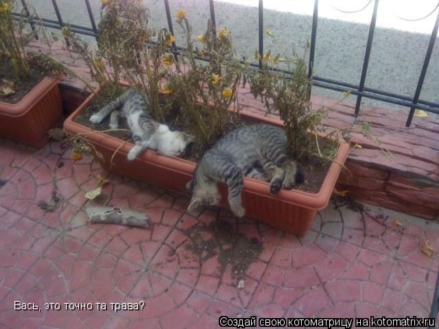 Вась, это точно та трава?... Котоматрица: Вась, это точно та трава?