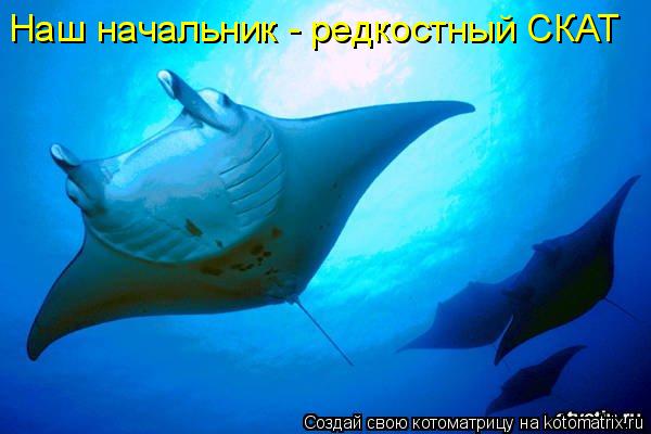 Наш начальник - редкостный СКАТ... Котоматрица: Наш начальник - редкостный СКАТ