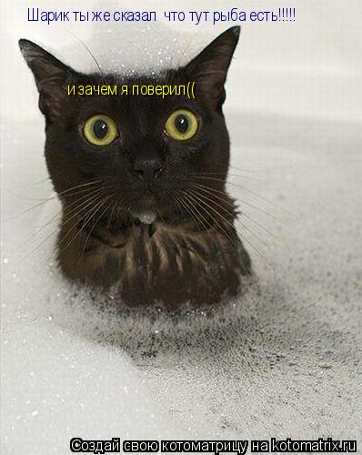 Шарик ты же сказал что тут рыба есть!!!!! и зачем я поверил((... Котоматрица: Шарик ты же сказал что тут рыба есть!!!!! и зачем я поверил((