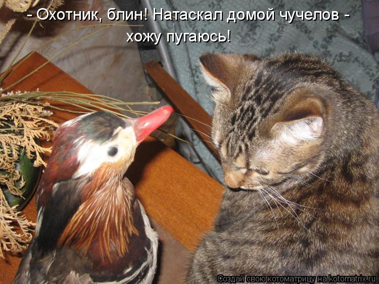 Котоматрица: - Охотник, блин! Натаскал домой чучелов - хожу пугаюсь!