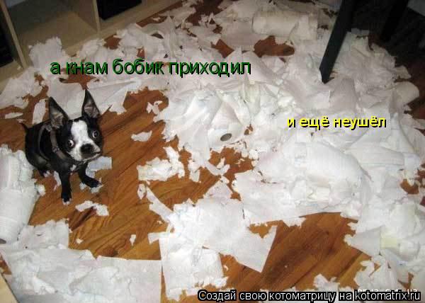 Котоматрица: а кнам бобик приходил и ещё неушёл