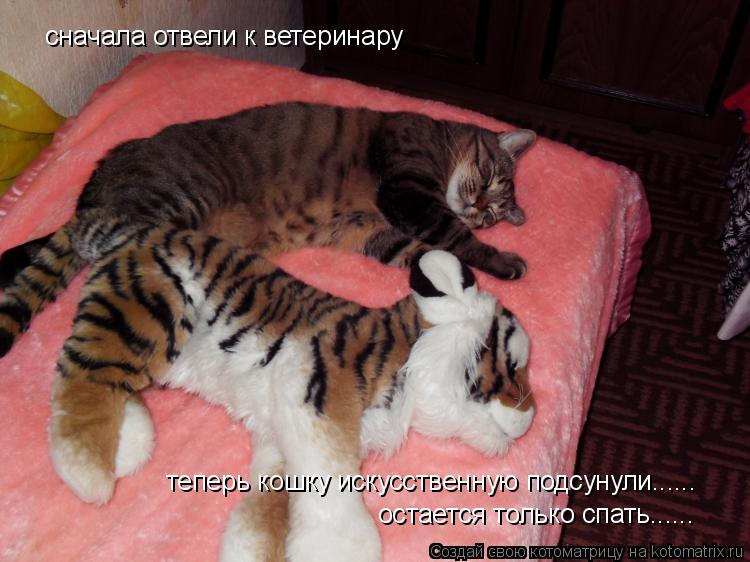 Котоматрица: сначала отвели к ветеринару теперь кошку искусственную подсунули...... остается только спать......