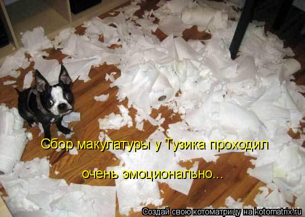 Сбор макулатуры у Тузика проходил очень эмоционально...... Котоматрица: Сбор макулатуры у Тузика проходил очень эмоционально...