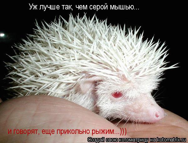 Котоматрица: Уж лучше так, чем серой мышью... и говорят, еще прикольно рыжим...)))