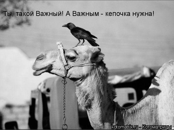 Котоматрица: Ты, такой Важный! А Важным - кепочка нужна!