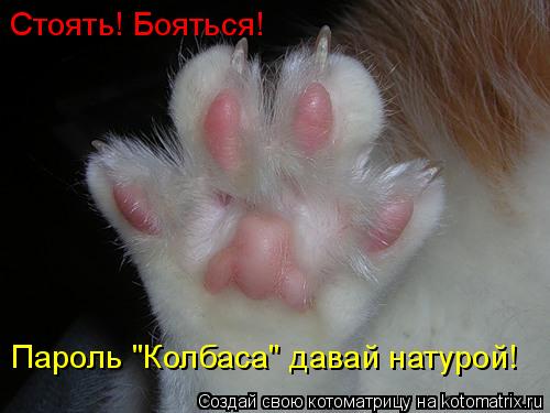 Котоматрица: Стоять! Бояться! Пароль "Колбаса" давай натурой!