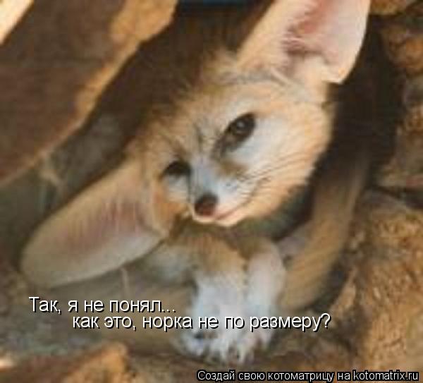 Котоматрица: Так, я не понял... как это, норка не по размеру?