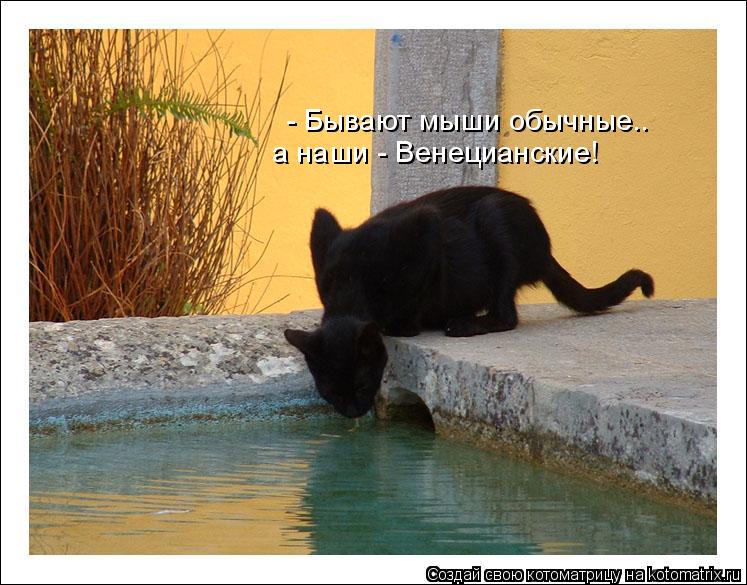 - Бывают мыши обычные.. а наши - Венецианские!... Котоматрица: - Бывают мыши обычные.. а наши - Венецианские!