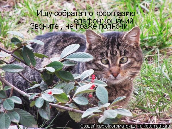 Котоматрица: Ищу собрата по косоглазию Телефон:кошачий Звоните , не позже полночи